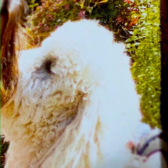 Meet your Posher, Mimi - Picture 1 of 1